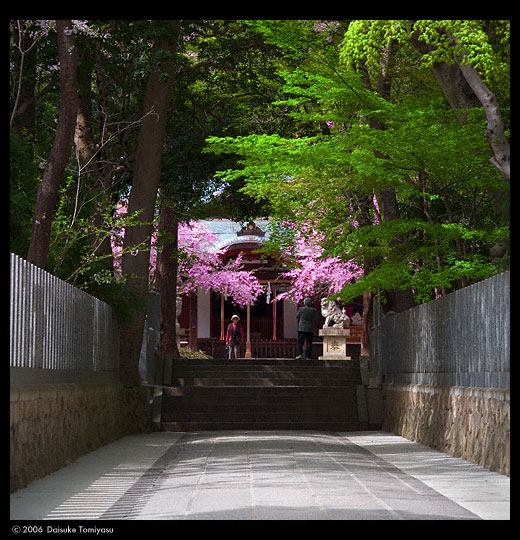 NKobe Hokura Shrine Cherry flower 2