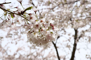 test image