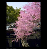 Hokura Shrine, Kobe JAPAN