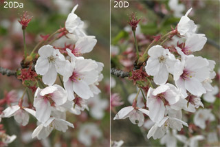 桜のテスト画像