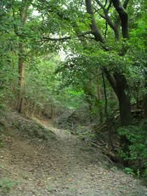 下刈りの終わった魚屋道
