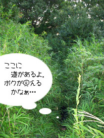 ヤブに隠れてカブが見えない…