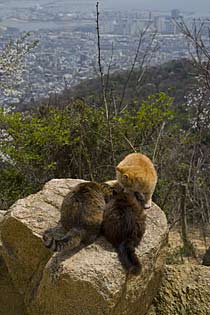 洒落神戸山猫 洒落神戸山猫
