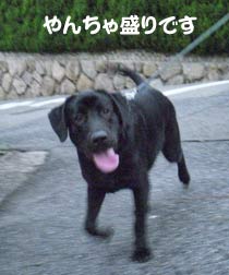 やんちゃ盛りのカブ やんちゃ盛りのカブ