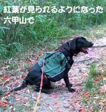 落ち葉の登山道にて 落ち葉の登山道にて