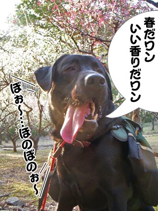 梅林のカブ 梅林のカブ