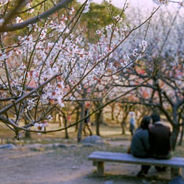 保久良神社梅林で 保久良神社梅林で