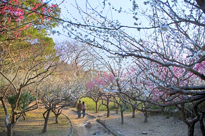 保久良神社梅林 保久良神社梅林