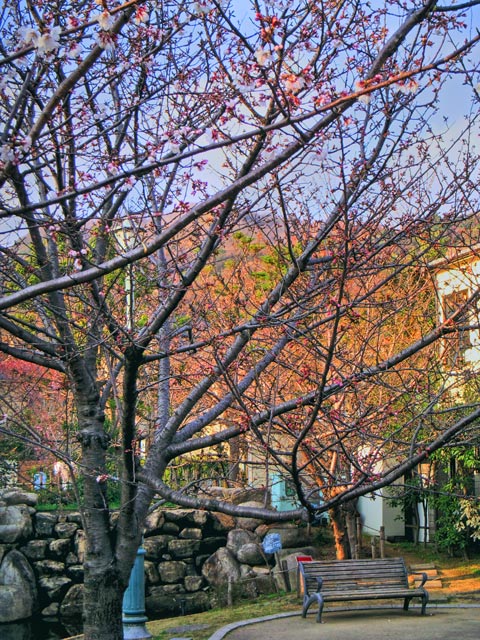 桜守公園@2008/3/24