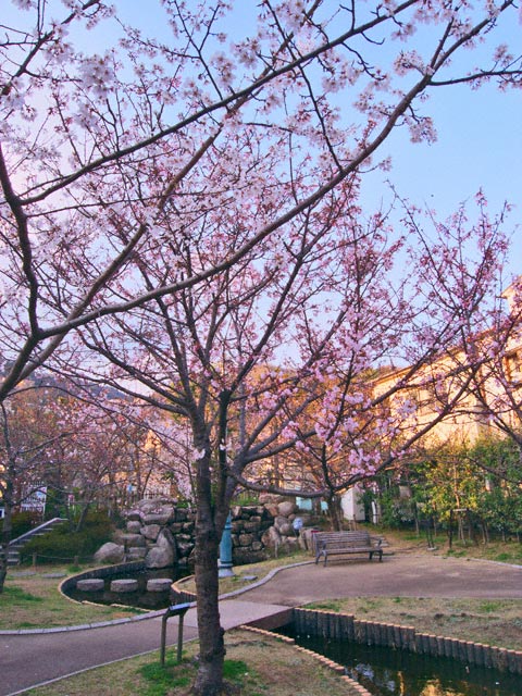 四日で満開になった桜