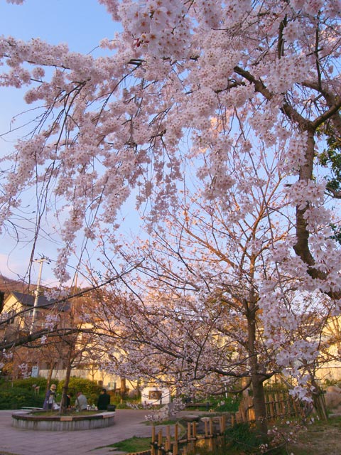 週末も静かに満開の花が楽しめそう