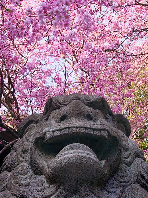 保久良神社の狛犬と枝垂桜 保久良神社の狛犬と枝垂桜