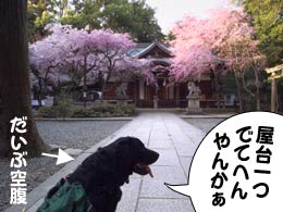 花よりダンゴ@保久良神社 花よりダンゴ@保久良神社