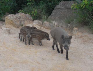親猪とうり坊たち 親猪とうり坊たち