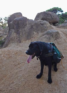 恰好だけは山で活躍する使役犬のたくましさ 恰好だけは山で活躍する使役犬のたくましさ