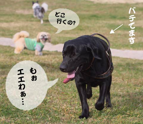 cub@dogrun cub@dogrun