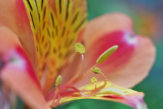 flowerpic flowerpic
