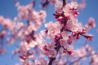 An Apricot tree An Apricot tree