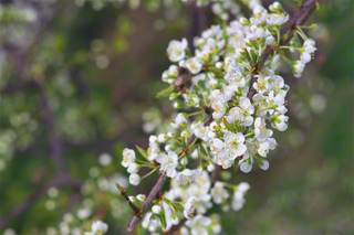 sonnar 135mmf3.5 sonnar 135mmf3.5