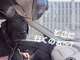 どこに行くのぉ〜 どこに行くのぉ〜