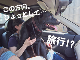 ひょっとして…旅行!? ひょっとして…旅行!?