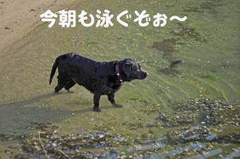 今朝も泳ぐぞぉ〜 今朝も泳ぐぞぉ〜