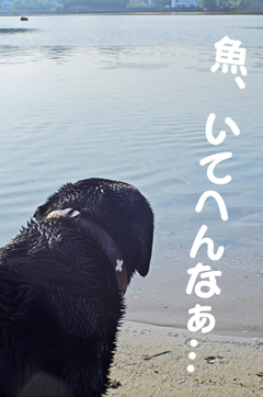 魚、いてへんなぁ… 魚、いてへんなぁ…
