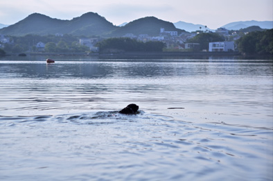 悠々と遠泳 悠々と遠泳
