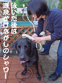 シャワー シャワー