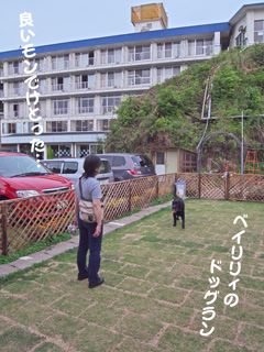 ドッグラン at ベイリリィ ドッグラン at ベイリリィ