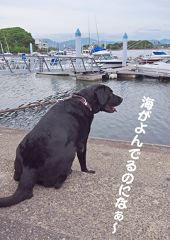海がよんでるのになぁ〜 海がよんでるのになぁ〜