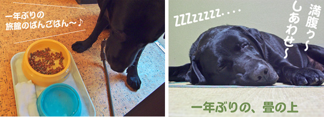 左 : 旅館のごはん〜♪ / 右 : 一年ぶりの、畳の上 左 : 旅館のごはん〜♪ / 右 : 一年ぶりの、畳の上