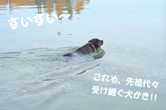 すいすい〜 すいすい〜