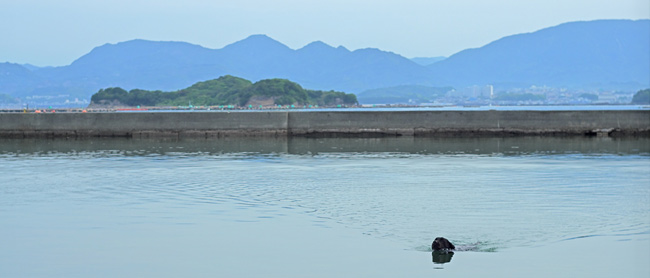 ひろびろ・のびのび遊泳 ひろびろ・のびのび遊泳