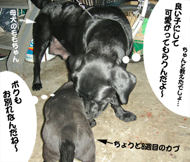 写真 ブリーダーさんから譲り受けた時に撮影 写真 ブリーダーさんから譲り受けた時に撮影