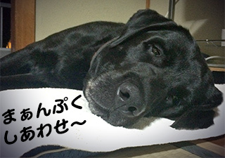 写真 満ち足りた表情のカブ君 写真 満ち足りた表情のカブ君