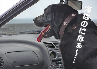 写真 海なのになぁ〜 写真 海なのになぁ〜