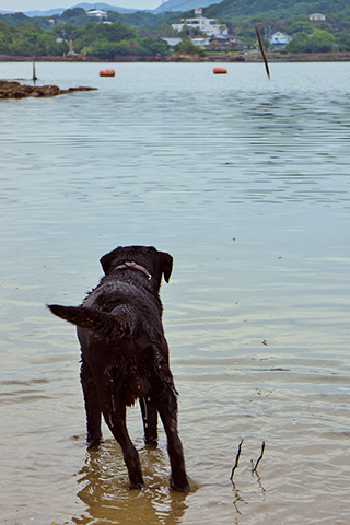 写真 待ちにまった海 写真 待ちにまった海