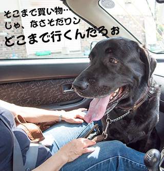 写真 どこまで行くんだろぉ… 写真 どこまで行くんだろぉ…