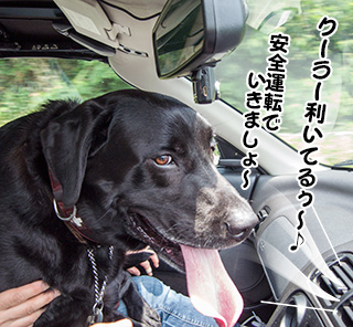 写真 安全運転でいきましょ〜 写真 安全運転でいきましょ〜