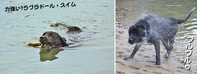 写真 泳ぎは得意 写真 泳ぎは得意