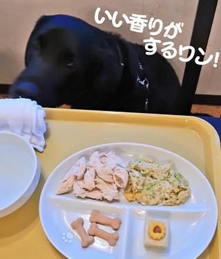 写真 ワンごはん 写真 ワンごはん