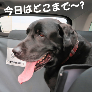 写真「今日はどこまで〜?」 写真「今日はどこまで〜?」