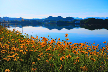 オオキンケイギクが咲き乱れて… オオキンケイギクが咲き乱れて…