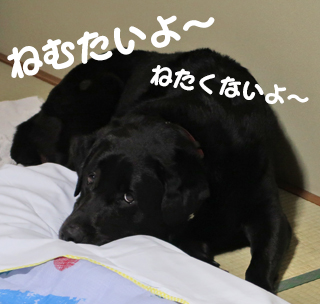 写真 ねむいよ〜…でも、寝たくないよ〜 写真 ねむいよ〜…でも、寝たくないよ〜